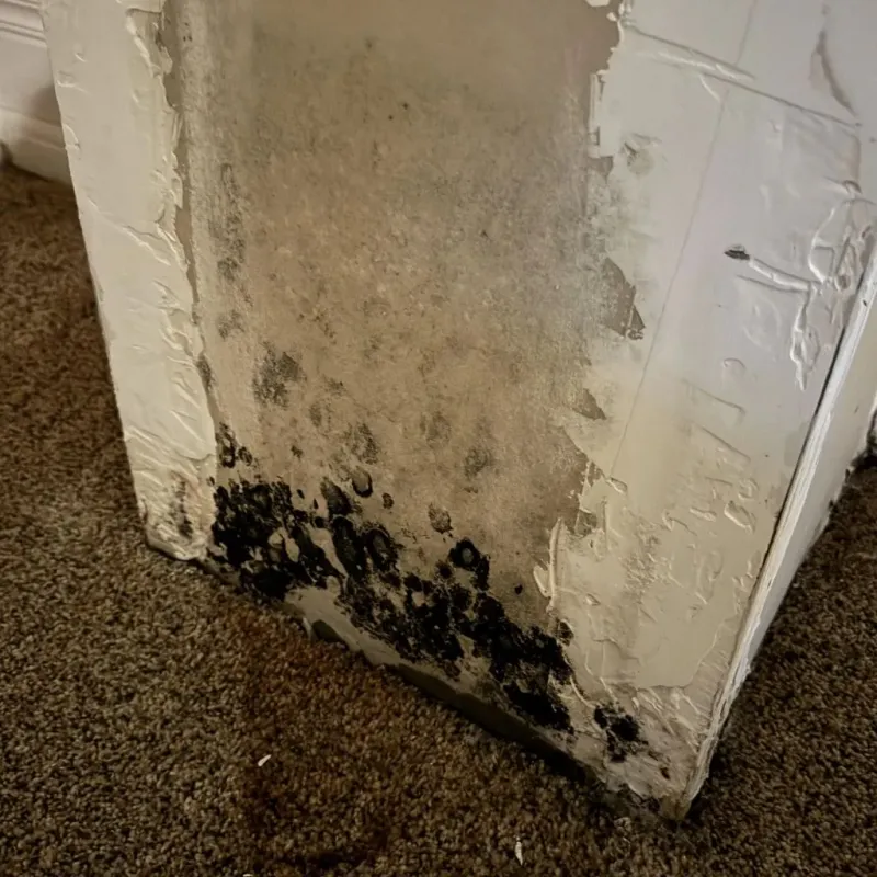 Professional Mold Removal in South Greeley, WY